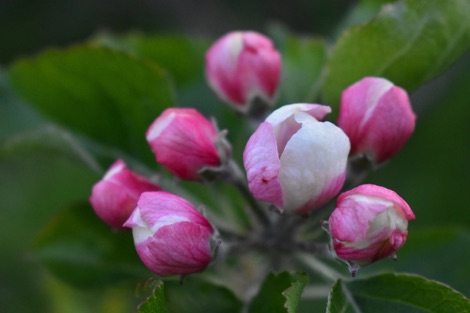 Apple blossom